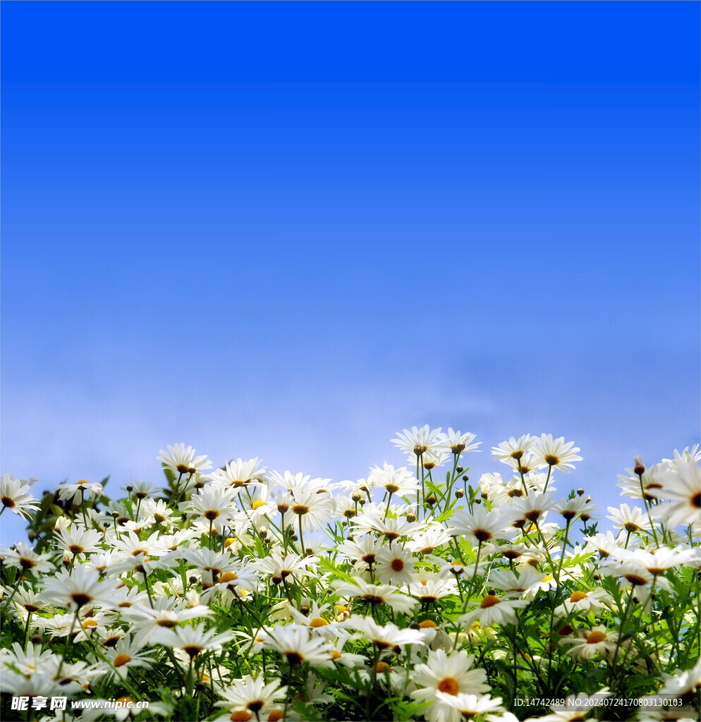 野菊花