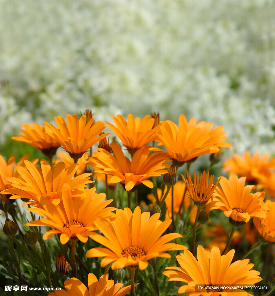 野菊花