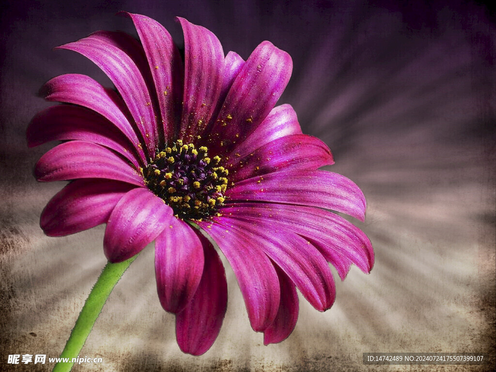 野菊花