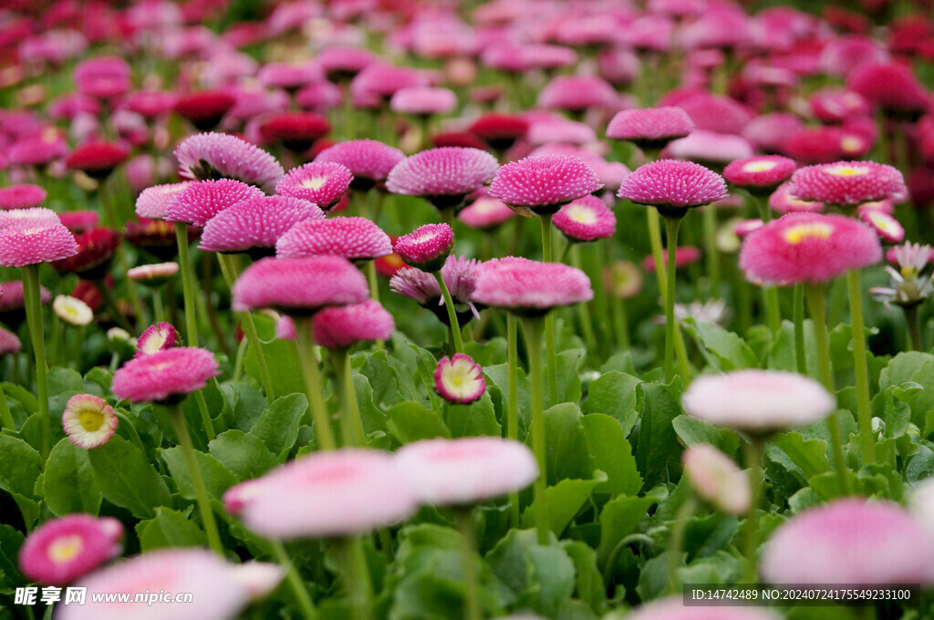 菊花 