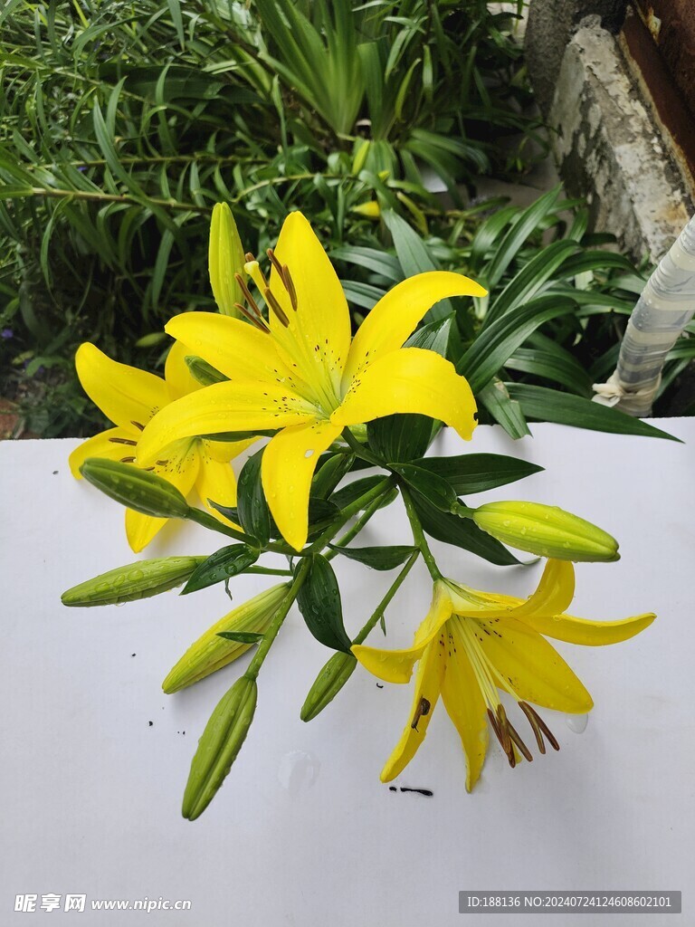 黄色百合花