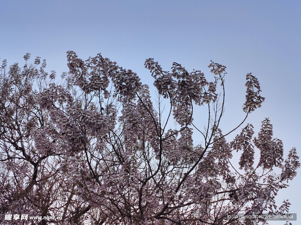 桐树花 