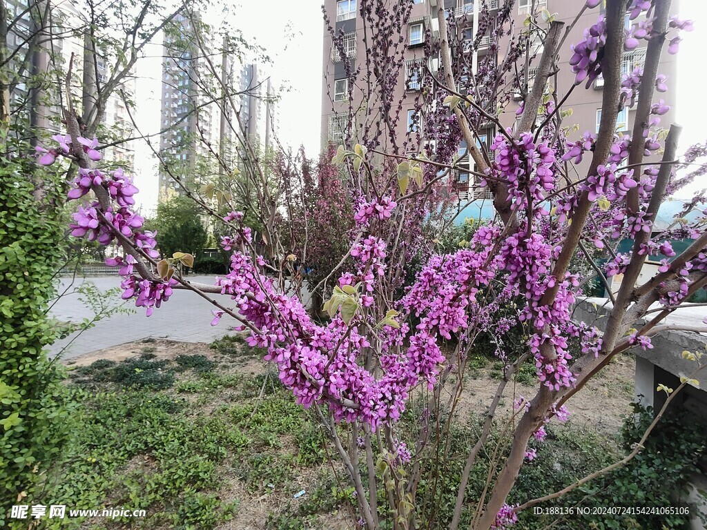 蓝香芥花