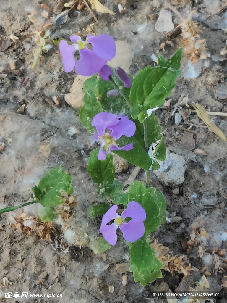 紫花地丁