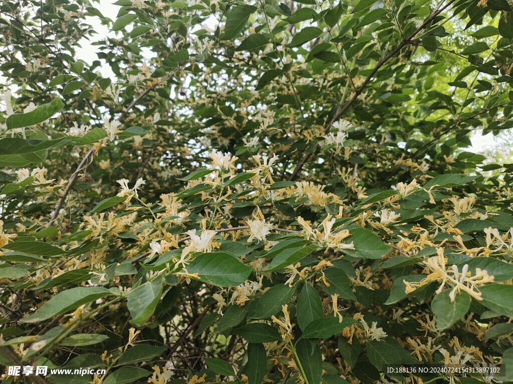 金银花 双花