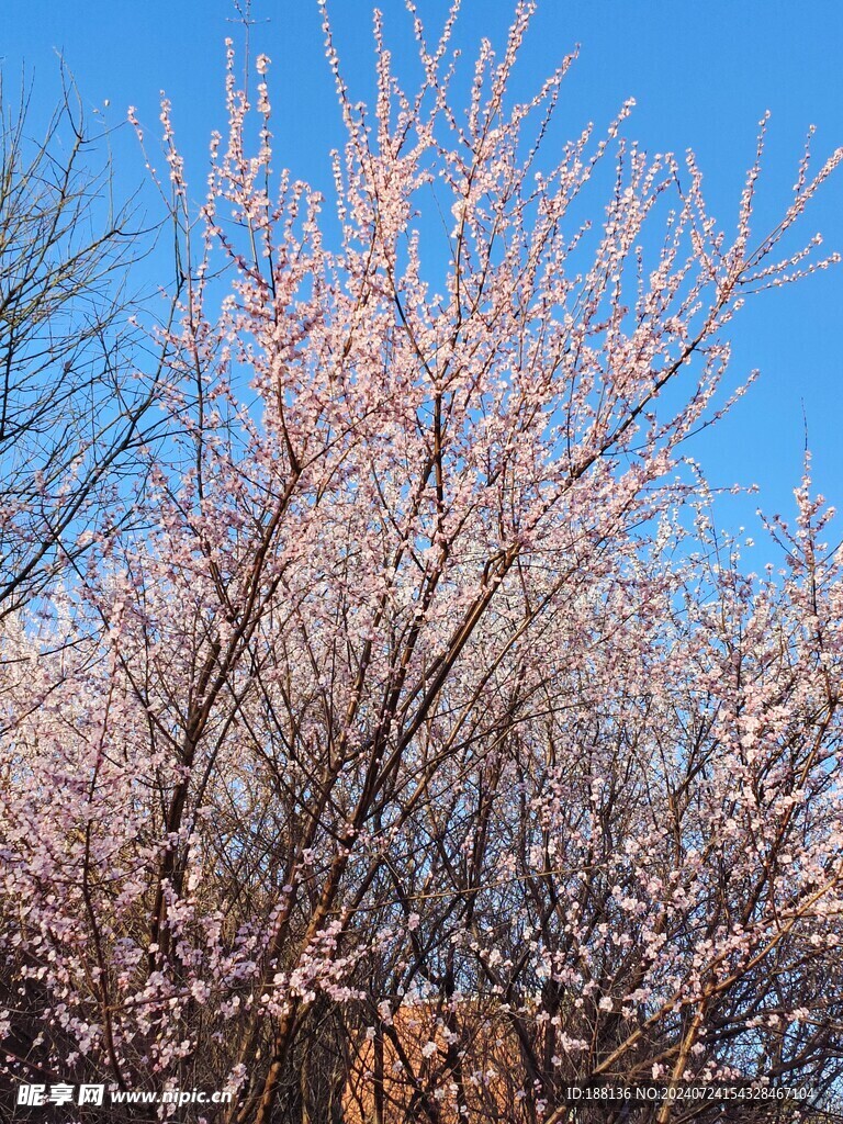 春天 樱花树