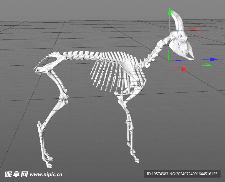 C4D模型 骨头