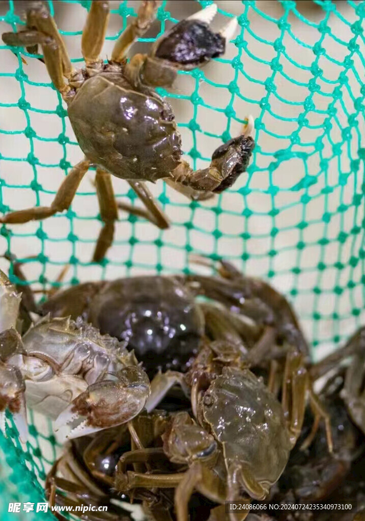 阳澄湖大闸蟹 