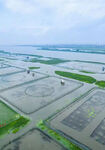 大闸蟹养殖基地