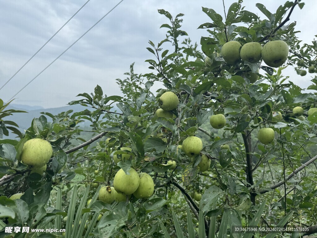 农村土苹果青苹果树