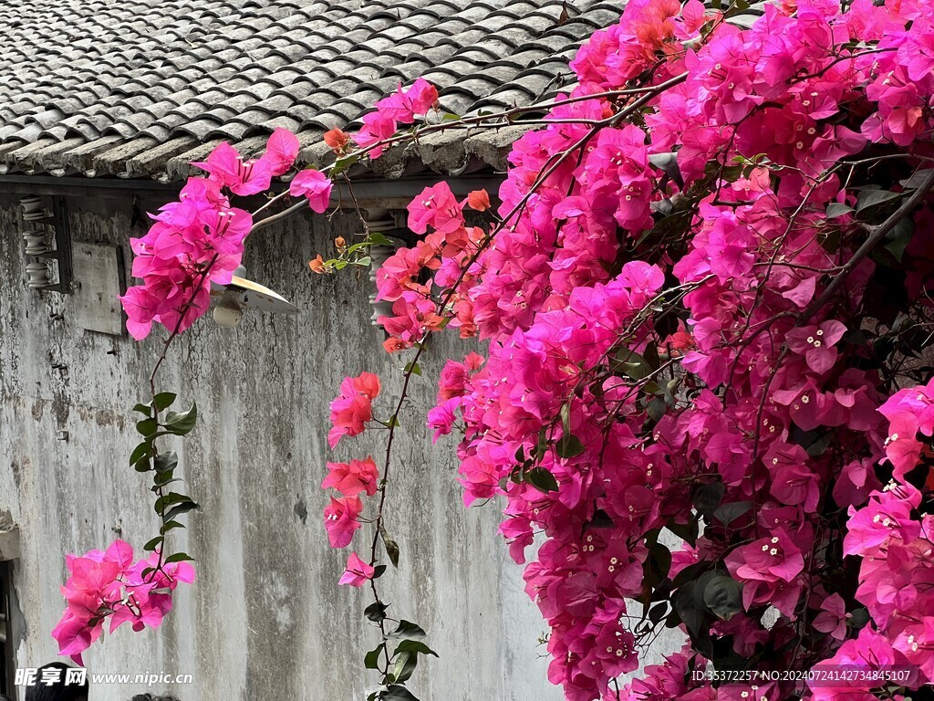 屋檐花朵