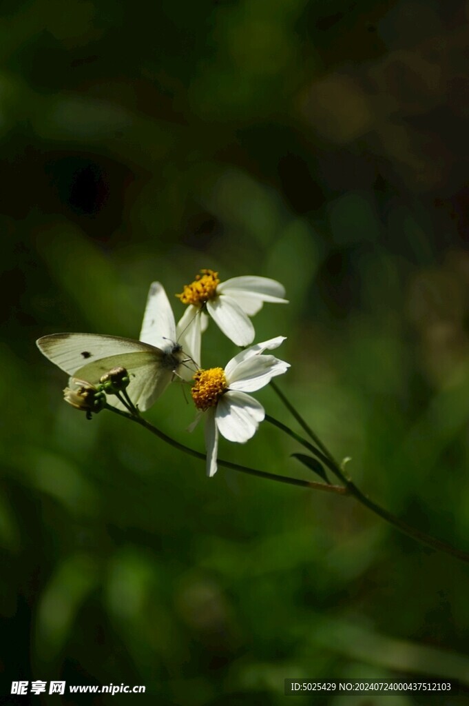 蝶恋花