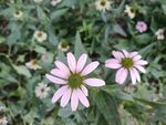 夏天小粉菊