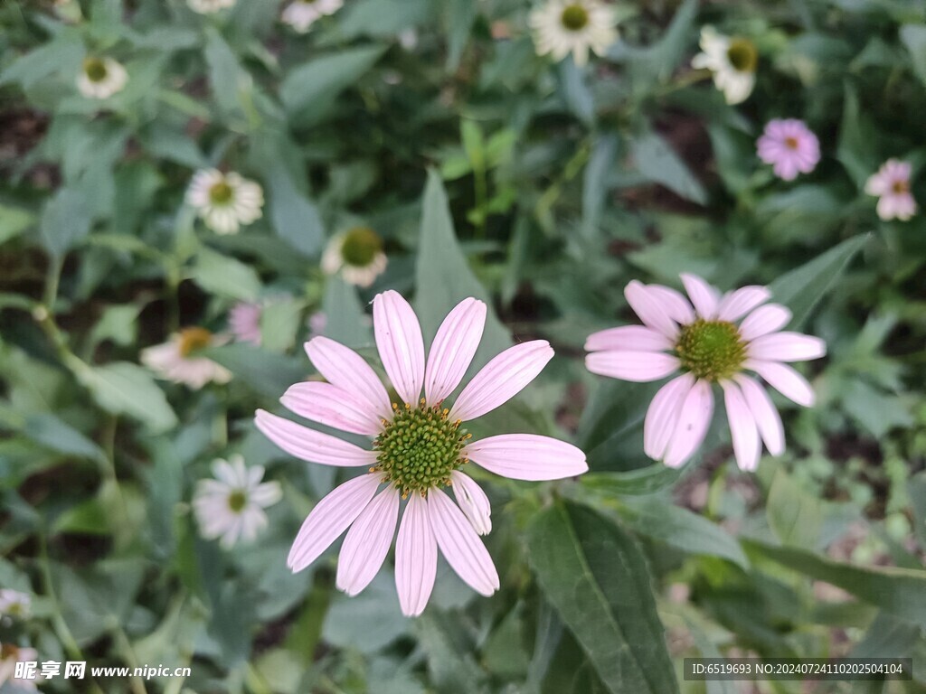 夏天小粉菊