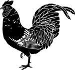 手绘公鸡