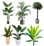 植物