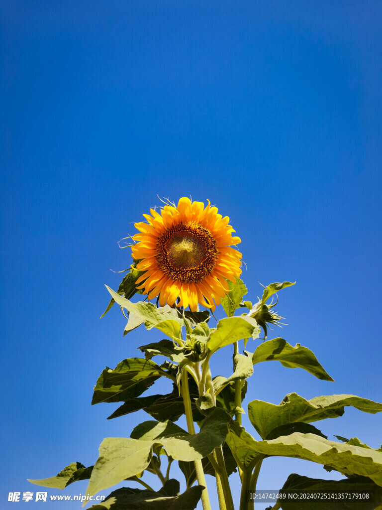 向日葵