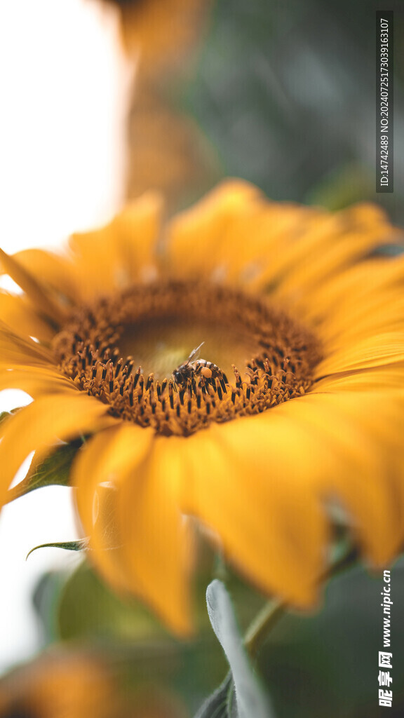 葵花