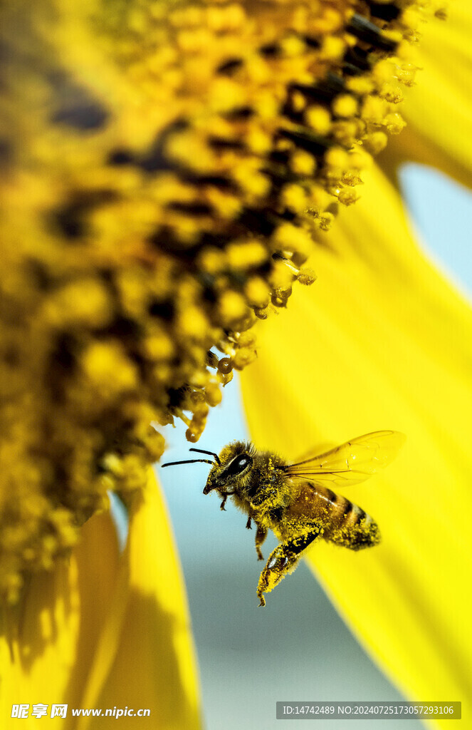 葵花