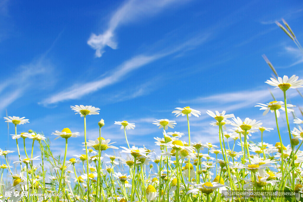 野菊花