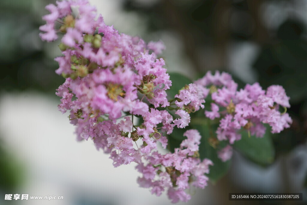 丁香  植物 花团