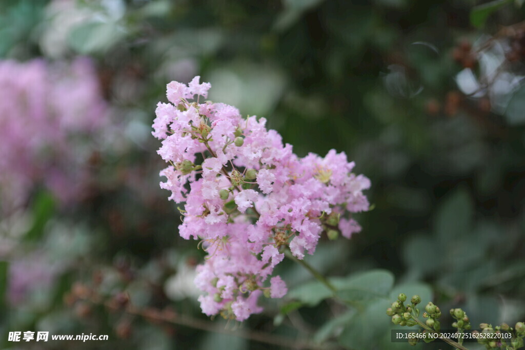 花团 丁香 植物 