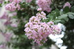 花团 丁香