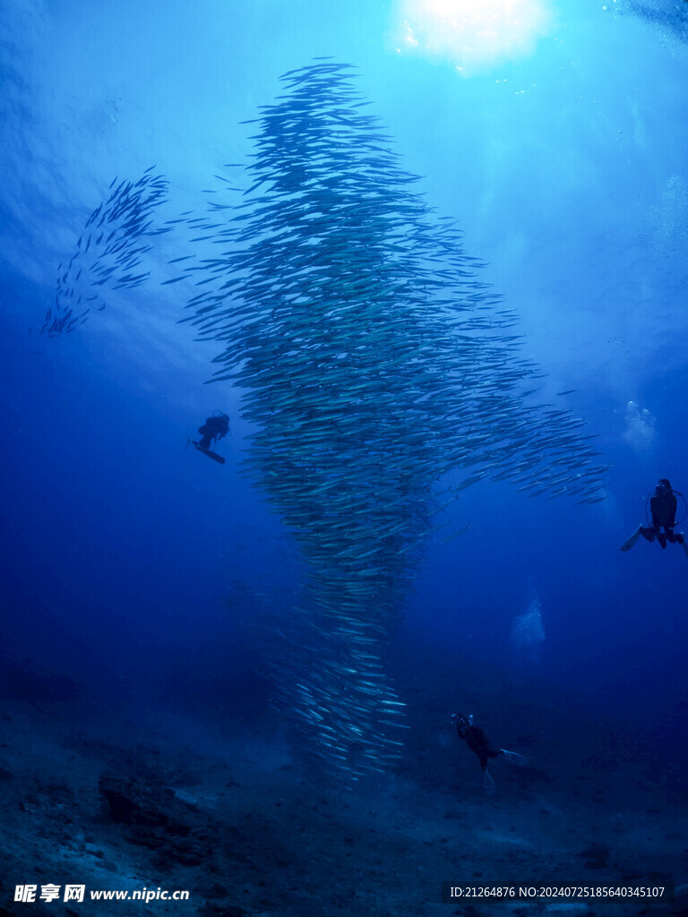 大海鱼群