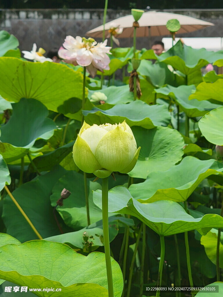 绿色荷花