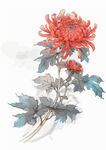 中式水墨画菊花