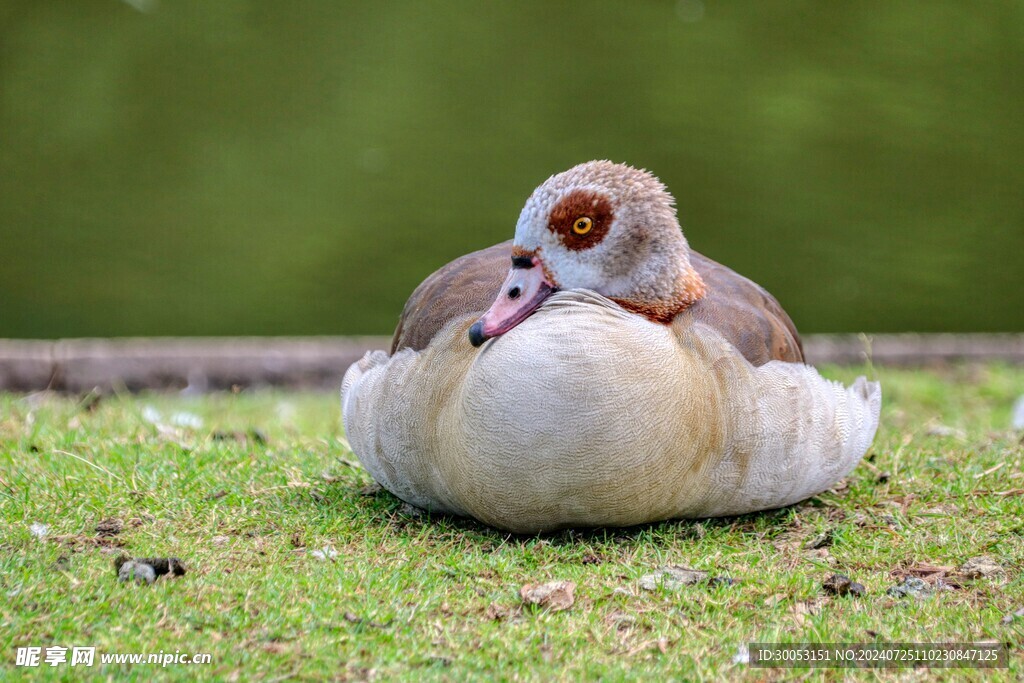 鸭子 