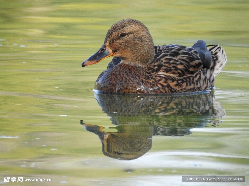 鸭子 