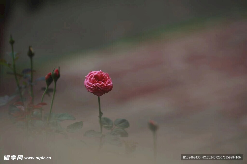 一束玫瑰花