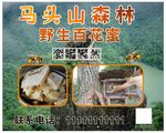 蜜蜂海报