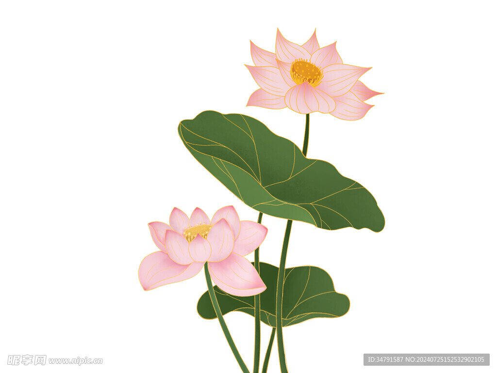 荷花