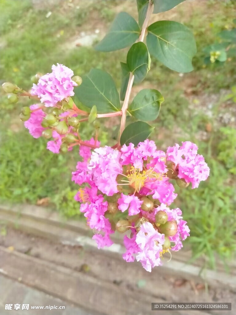 花开了