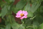 百日菊