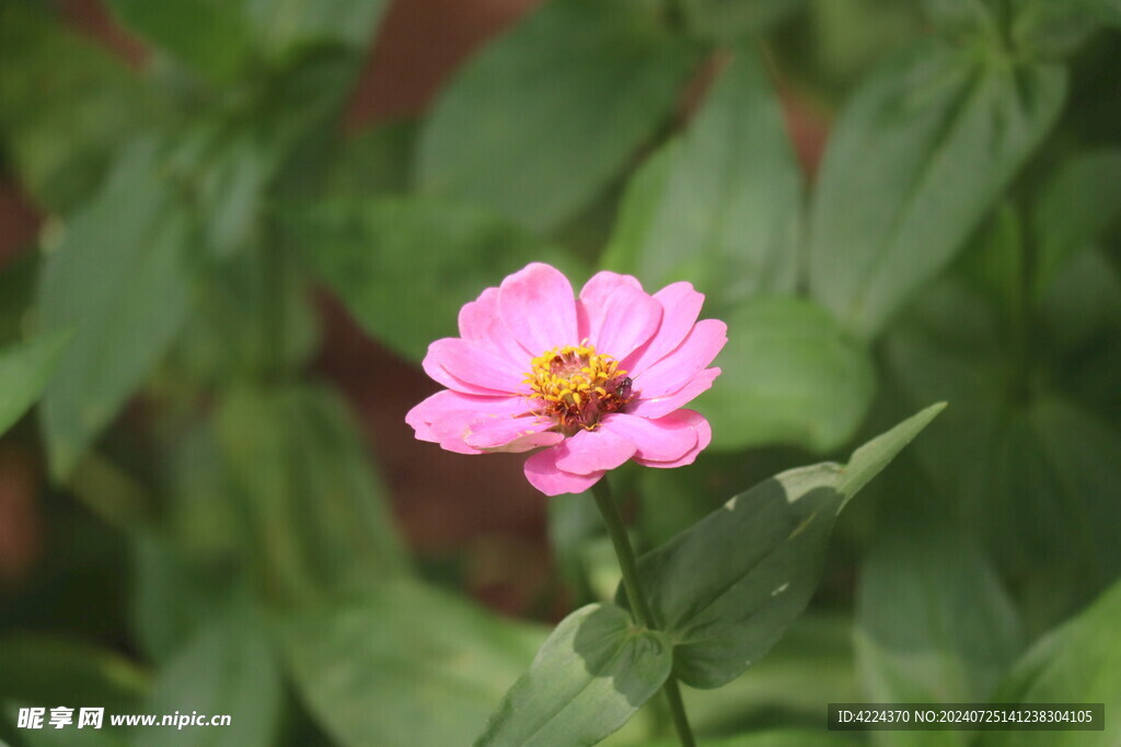 百日菊