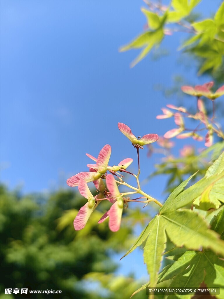 蝴蝶花