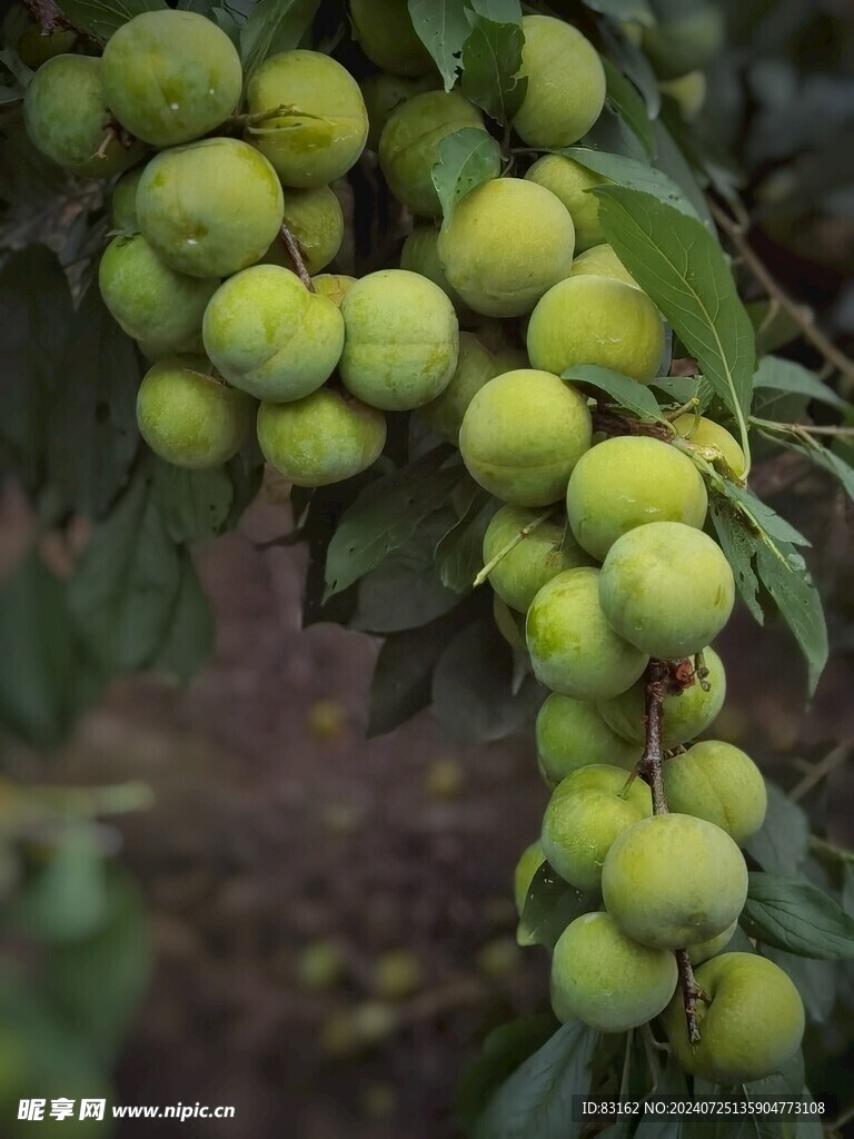 巴西李子