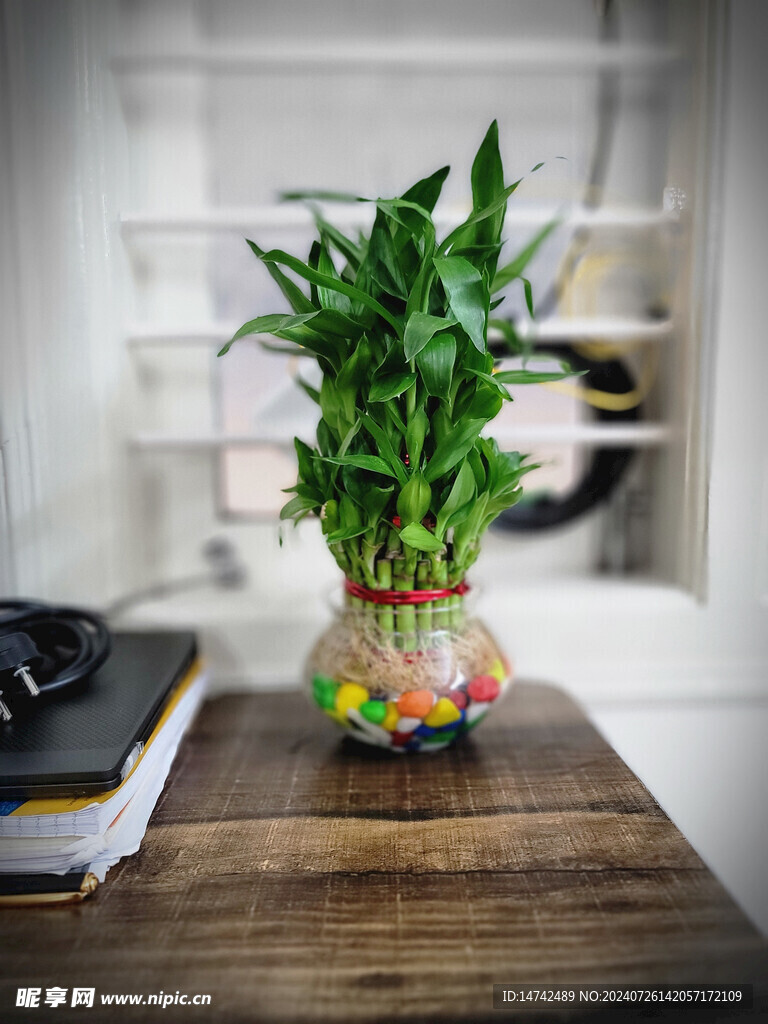 富贵竹