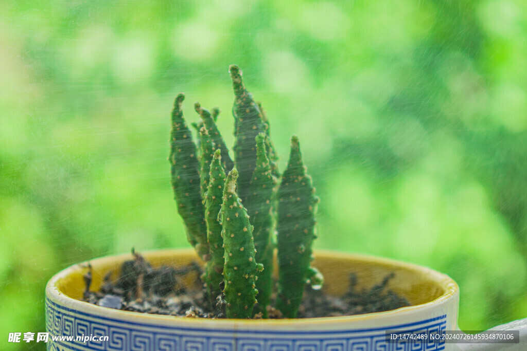 仙人掌盆栽