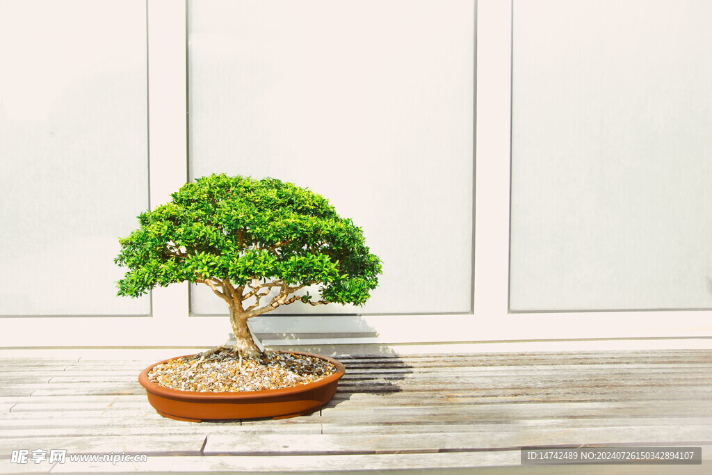 松树盆栽