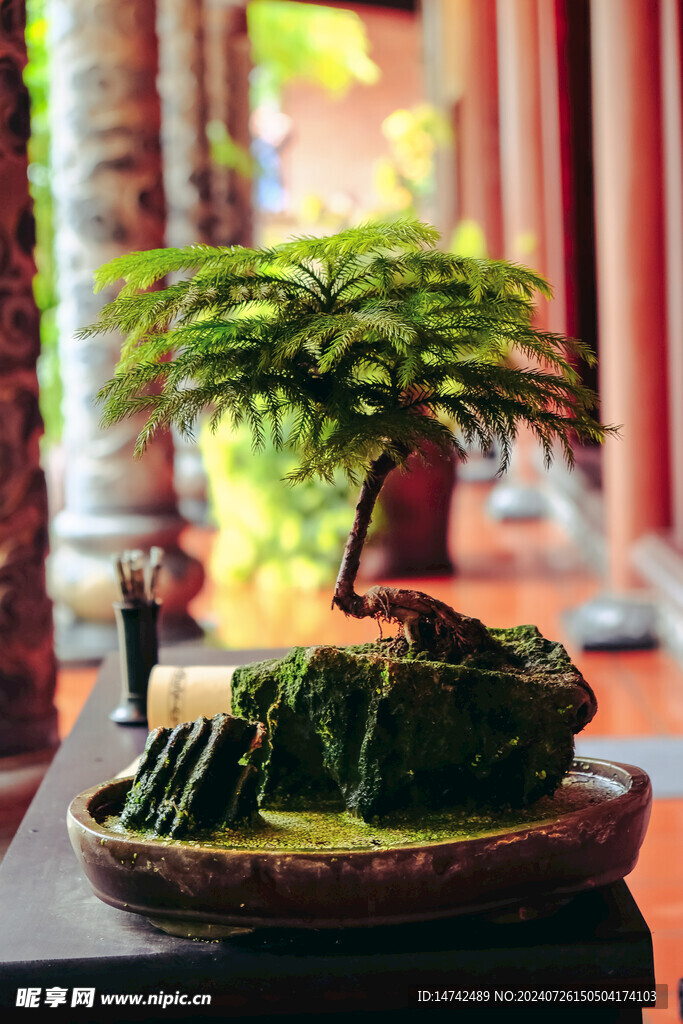 盆栽