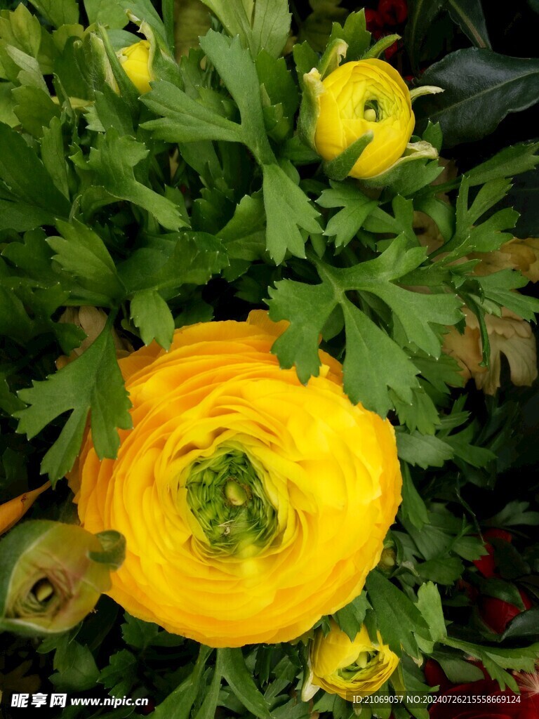 花毛茛