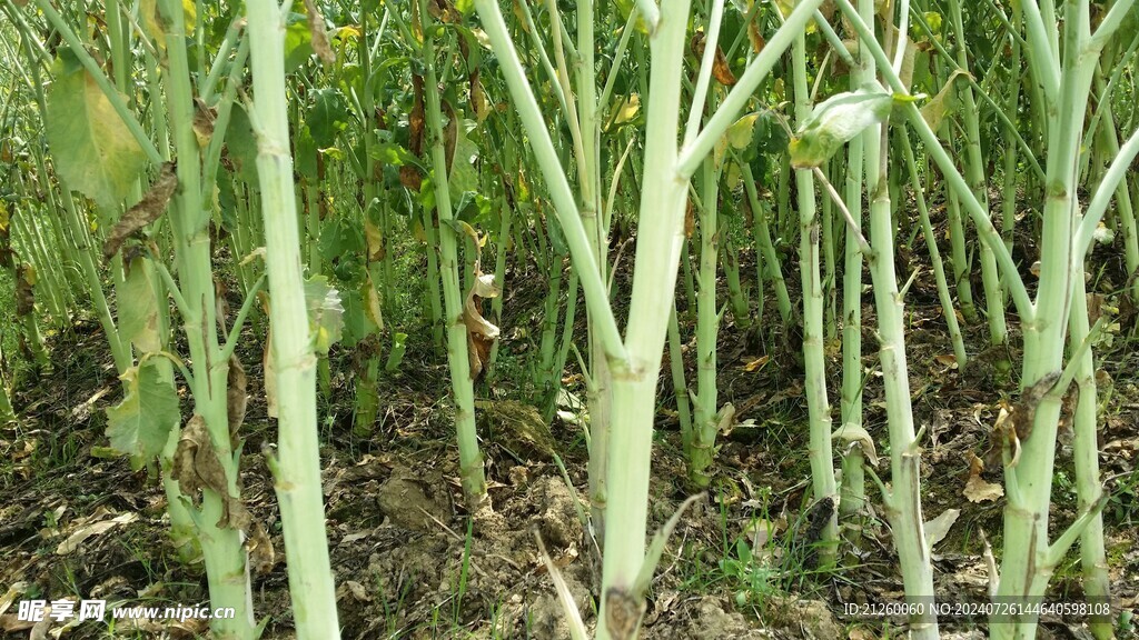油菜秆