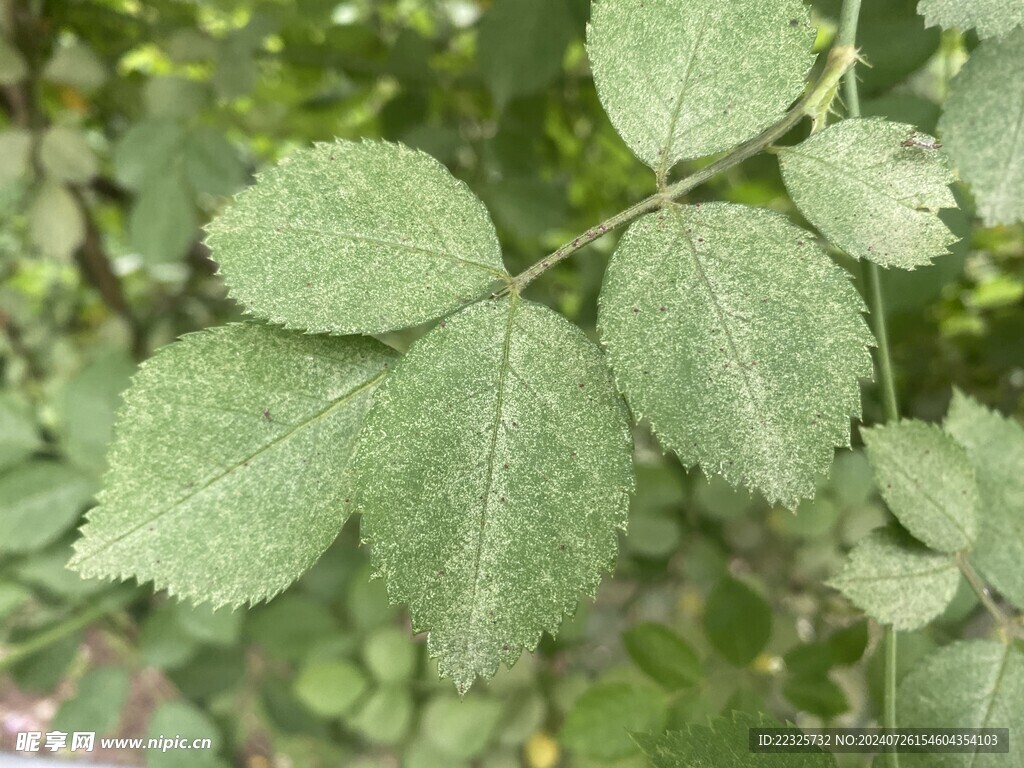 红蜘蛛危害叶片