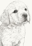 狗简笔画