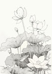 荷花简笔画