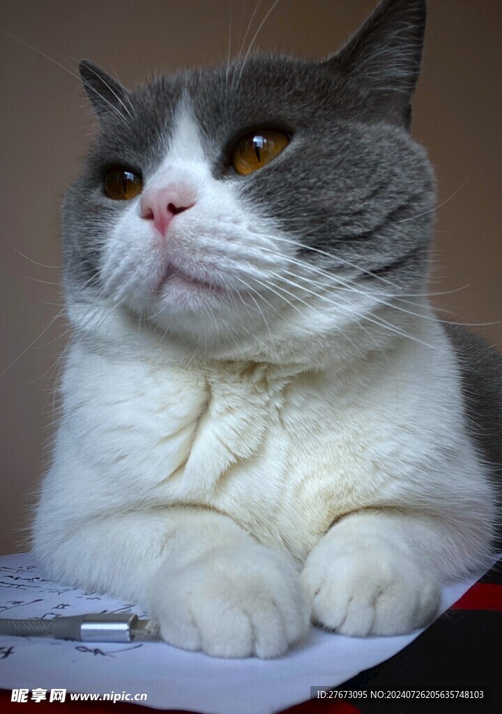 猫